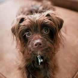 Double Doodles, Goldendoodles, Poodles, Yorkipoos, and Yorkshire Terriers from Edgewater Doodles & Designer Pups