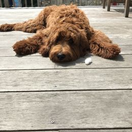 Goldendoodle All Grown Up from Stay Golden