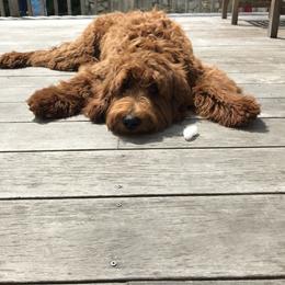 Goldendoodle All Grown Up from Stay Golden