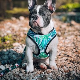 French Bulldog Puppies from PEERLESS French Bulldogs