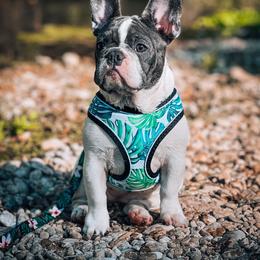 French Bulldog Puppies from PEERLESS French Bulldogs