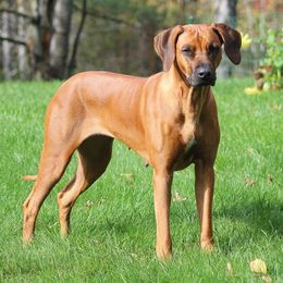 Lyra - Rhodesian Ridgeback