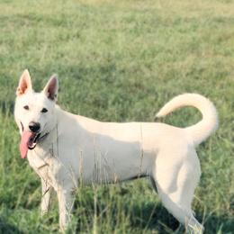 German Shepherd Puppies from K & Q Shepherds