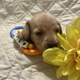 Beauty - Cream female Dachshund puppy in Tahlequah, Oklahoma from Love Some Dogs Dachshunds & Cavalier King Charles Spaniels,Cavapoos