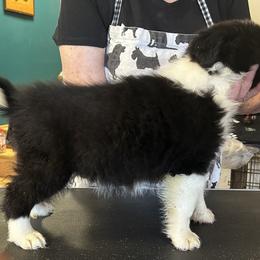 Classico - Black and white male Border Collie puppy in Giddings, Texas from JoyLee Border Collies