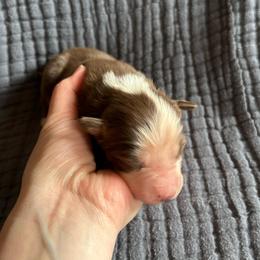 Chilli - Red tri-color female Australian Shepherd puppy in Hillsboro, Oregon from A&D Australian Shepherds