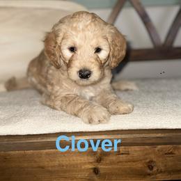Clover - Apricot male Goldendoodle puppy in Layton, Utah from Gracious Doodle Dogs