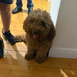 Lara - Goldendoodle