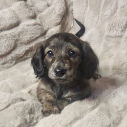 Reba, red brindle - Brindle Dachshund puppy in Lindsay, California from Lazy K&M Dachshunds
