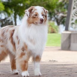 Australian Shepherds from Mari Jebens' Australian Shepherds