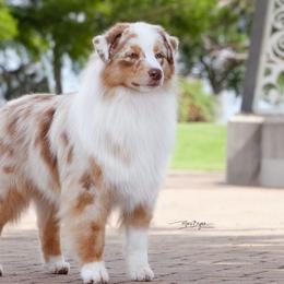 Australian Shepherds from Mari Jebens' Australian Shepherds