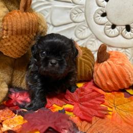 Chip - Black male Shih Tzu puppy in Sherman, Texas from Shannon’s Sugar Sweet Shih Tzu’s
