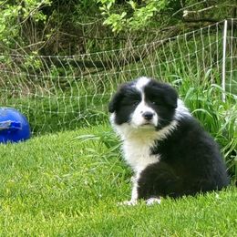 Camden Aster - Black and white female Border Collie puppy in Shushan, New York from Camden Creek Farm