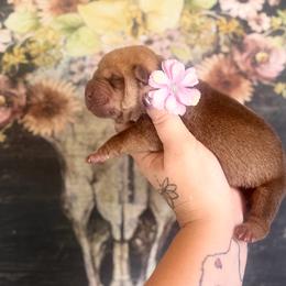 Millie - Brown female Chinese Shar-Pei puppy in Lehigh Acres, Florida from Florida Wrinkles