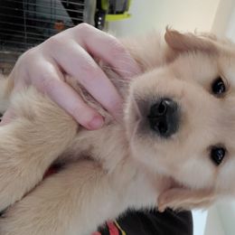 Golden Retriever Puppies from OPK GOLDENS
