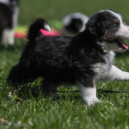 Boy 4 - Miniature American Shepherd puppy in Valparaiso, Indiana from Cashecho Kennel