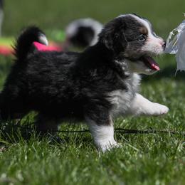 Boy 4 - Miniature American Shepherd puppy in Valparaiso, Indiana from Cashecho Kennel