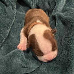 Bani - Red male Boston Terrier puppy in Monroe, Washington from Nordkyn Boston Terriers