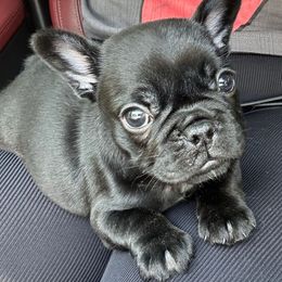 Girl 1 - Black female French Bulldog puppy in Pennsylvania from R & C French Bulldogs
