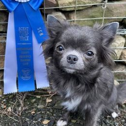 Chihuahuas from Zobelchi