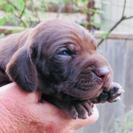 Josey Wales - Liver roan male German Shorthaired Pointer puppy in Redding, California from Macushla Kennel