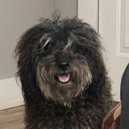 Lara - Aussiedoodle