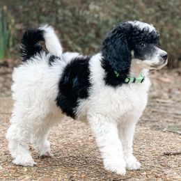 Bernedoodles and Poodles from SoFun Doodles & Poodles