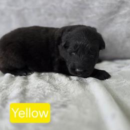 Yellow Collar - Black female German Shepherd puppy in Sumner, Iowa from Vom Wilke Kennels