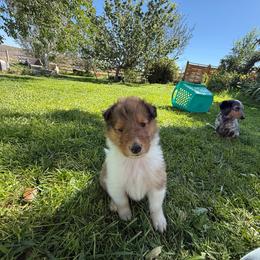 Olaf - Sable male Collie puppy in Elko, Nevada from Willow Creek Acres Dachshunds & Collies