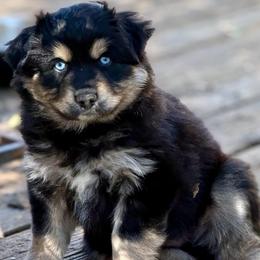 Gunner - Black tri male Miniature Australian Shepherd puppy in Patterson, North Carolina from DreamLine Aussies