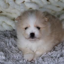 AKC Olive - Cream female Pomeranian puppy in Albany, Indiana from Hatz Off Puppies