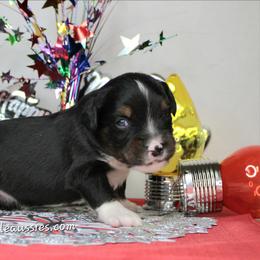 Noel BTM2 - Black tri male Miniature Australian Shepherd puppy in Elgin, Oregon from LongMile Aussies