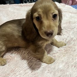 Girl  1 - Sable female Dachshund puppy in Colorado Springs, Colorado, Colorado from Dollhouse Miniature Dachshunds