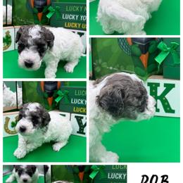 Ace - Parti male Maltipoo puppy in Wayland, New York from Loris Pampered Pooches💕