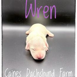 Wren - Cream female Dachshund puppy in Cincinnati, Ohio from Caines Dachshund Farm