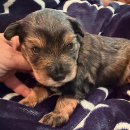 Nocona AKC RARE red pepper phantom - Salt and pepper male Miniature Schnauzer puppy in Dayton, Texas from Von Baron Schnauzers