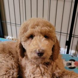 Daisy, Yellow Girl - Apricot female Goldendoodle puppy in Blountsville, Alabama from Southern Charm Goldendoodles