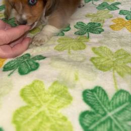 Boy 3 - Dapple male Dachshund puppy in Topeka, Kansas from CJs Dachshunds