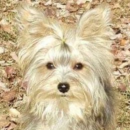 Poodles and Yorkshire Terriers from Granny's Poodles