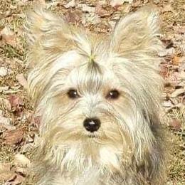 Poodles and Yorkshire Terriers from Granny's Poodles