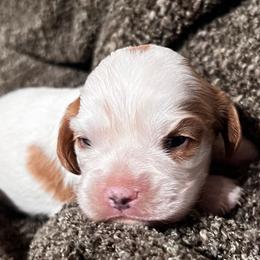 Girl 3 - Blenheim female Cavalier King Charles Spaniel puppy in Graysville, Tennessee from Country Goldens and Mountain Top Cavaliers