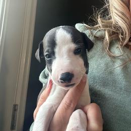 Boy 3 - Black male Whippet puppy in Corry, Pennsylvania from Sara's Whippets