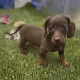 Chocolate and Tan Smooth Female - Chocolate and tan female Dachshund puppy in Killeen, Texas from Southern Dachshunds