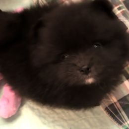 Grand - Black male Pomeranian puppy in Tappahhanock, Virginia from Michelle Soave