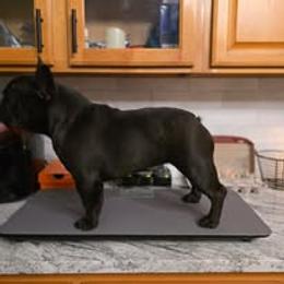 French Bulldog Puppies from Reds Frenchies