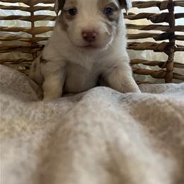 Australian Mountain Doodle and Miniature American Shepherd Puppies from Little Loves Farm
