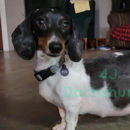 Dachshunds from 4J Dachshunds