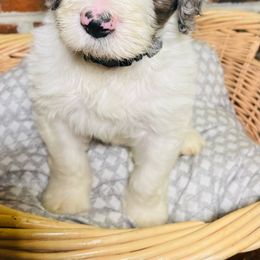 Ozzy Osborne - Merle Bernedoodle puppy in Branson West, Missouri from Ozark Acres LLC