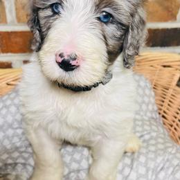 Ozzy Osborne - Merle Bernedoodle puppy in Branson West, Missouri from Ozark Acres LLC