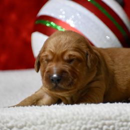 Comet(green collar) - Dark golden male Golden Retriever puppy in Gober, Texas from Trigger Time Kennels
